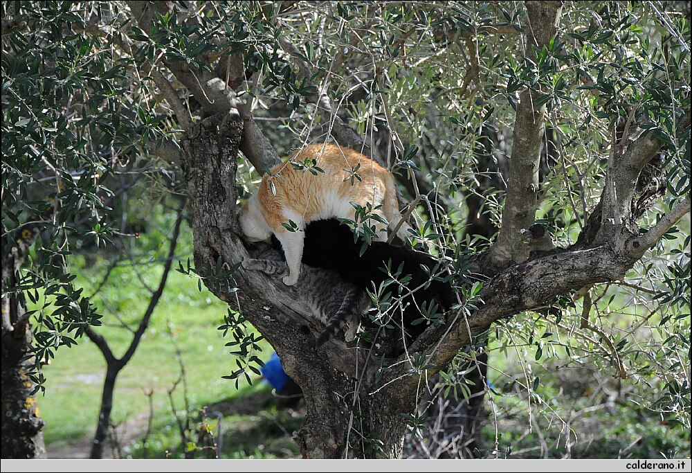 DSC_5654.JPG