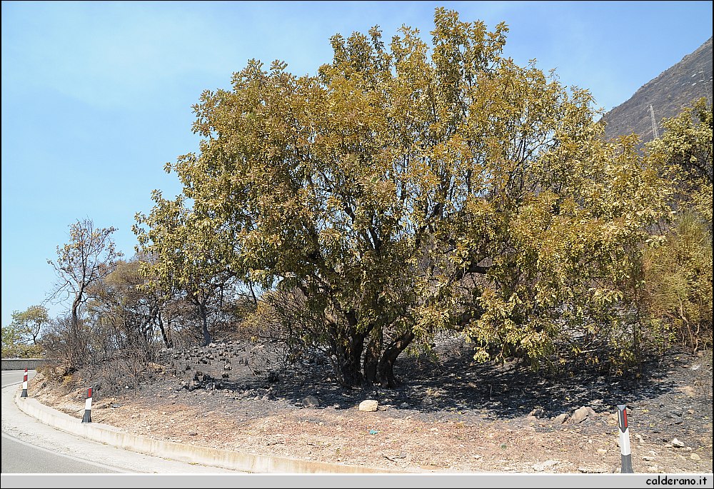 BBB_5586.JPG