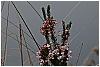 BBB_6767 - 129 KB