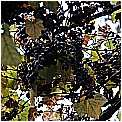 13M_1756 - 229 KB