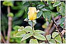 15F_1542 - 125 KB