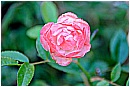15F_3559 - 110 KB