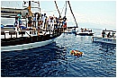 15L_6805 - 247 KB