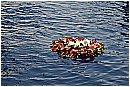 15L_6808 - 241 KB