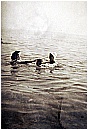 15L_7119 4 - 140 KB