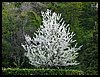 137 18D_7839 080418.JPG
