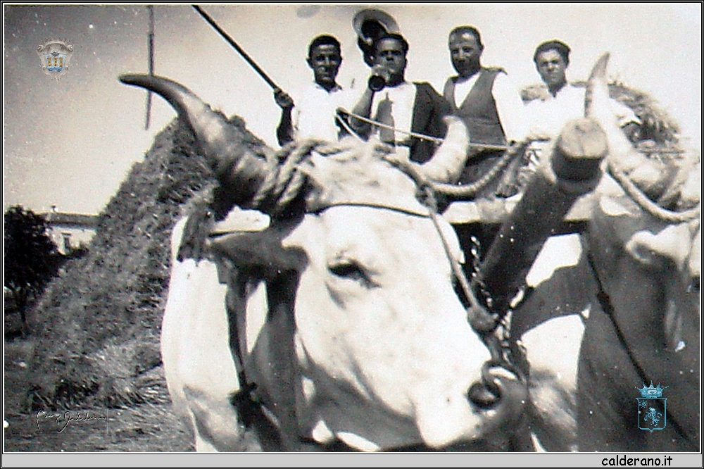 Buoi con Pasquale Epifanio Iannini.jpg