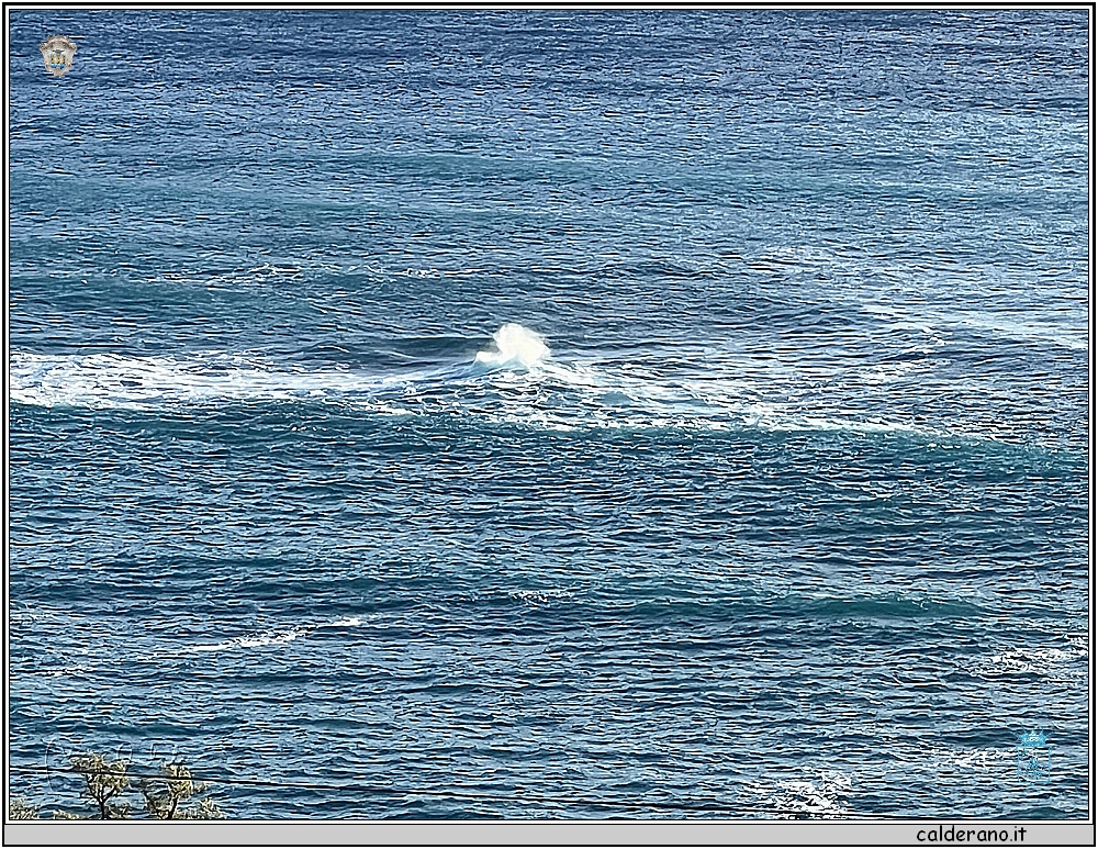 IMG_6385.jpg