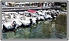0980 11 luglio 2023.jpg
