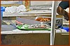 25M_5217.JPG
