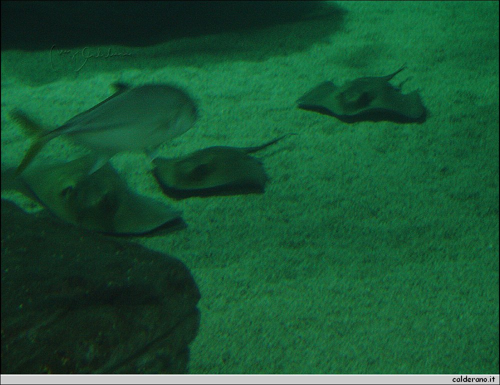 DSC02073.JPG
