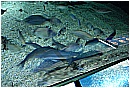 31_Gennaio 006 - 185 KB