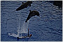31_Gennaio 016 - 124 KB