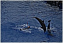 31_Gennaio 017 - 161 KB