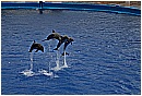 31_Gennaio 021 - 167 KB
