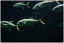 31_Gennaio 026 - 113 KB
