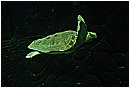 31_Gennaio 028 - 98,6 KB