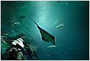 31_Gennaio 030 - 114 KB