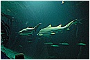 31_Gennaio 031 - 177 KB