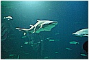 31_Gennaio 036 - 168 KB