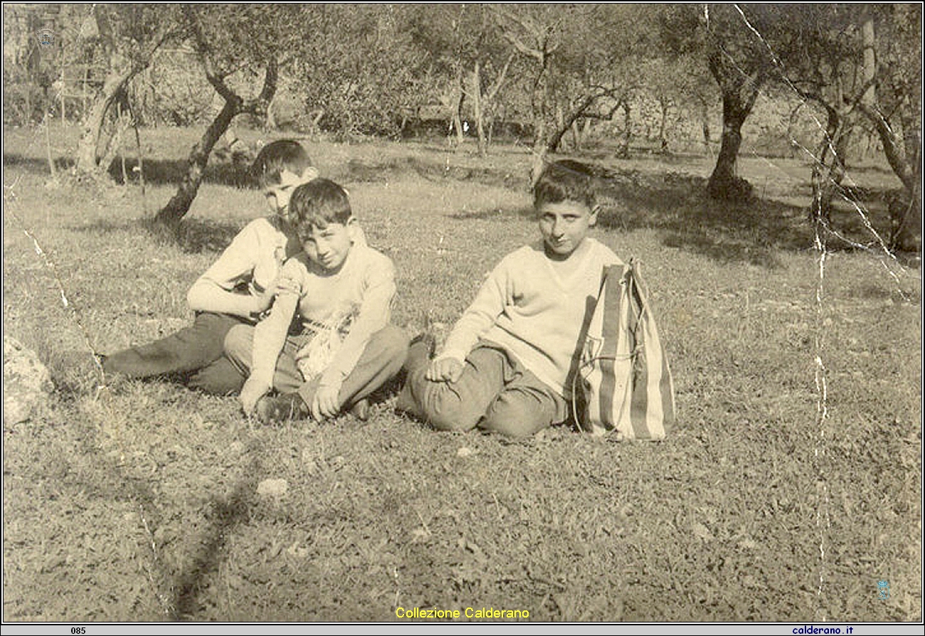 Ragazzini tra gli ulivi.jpg