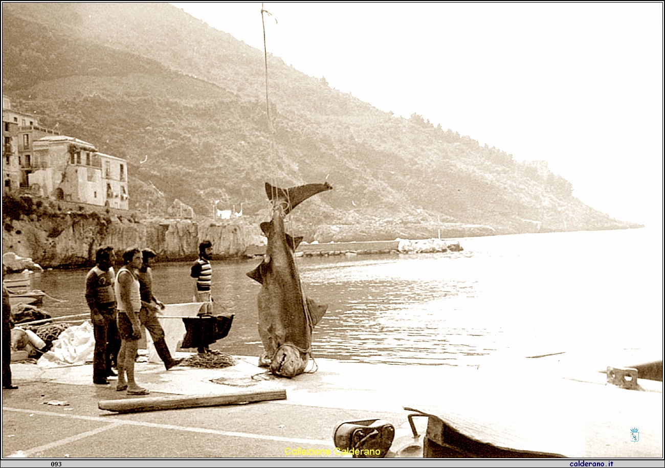 Pescecane sulla banchina del Porto 2.jpg