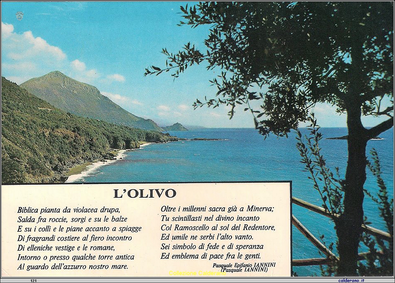 Cartolina - L'Olivo di Pasquale Epifanio Iannini.jpg