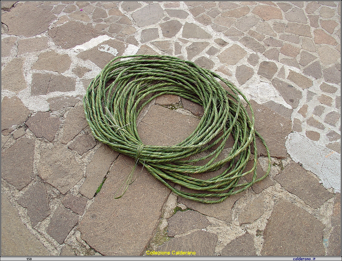 Il primo filo dei Libani 04-12-2003 .jpg