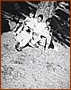 Rosa Di Trani e le amiche in Gita in Sila 29-09-1968.jpeg