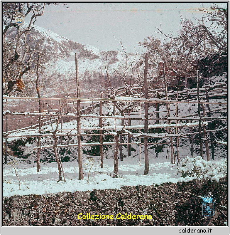 Neve nella vigna - Dia di A. Crispo.jpg