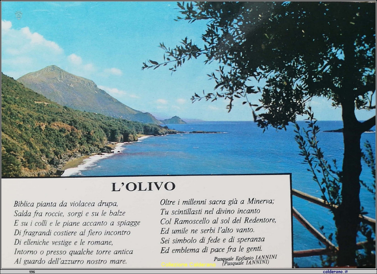 Cartolina - L'olivo di Pasquale Epifanio Iannini .jpg