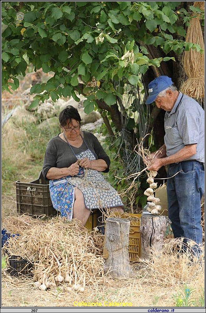 Preparazione delle 'nserte d'aglio.jpg