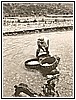 Castrocucco - Lavaggio della lana nel Fiume Noce - 1964 1.jpg