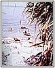 Spiaggetta 'Mpedi 'i Canni.jpg