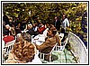 Carlo Marcelletti nella platea del Premio Maratea 1983.jpg