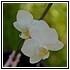 44Aprile 004 - 53,1 KB