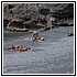 49 Aprile 001 - 185 KB