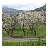 50 Aprile 080 - 204 KB