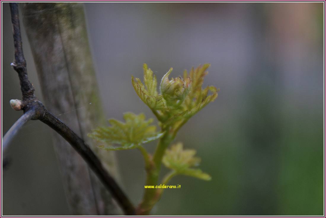 Primavera 01 030410.jpg