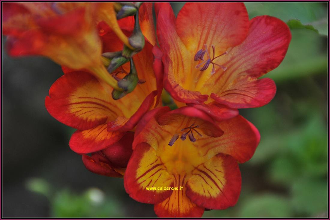Primavera 010410 05.jpg