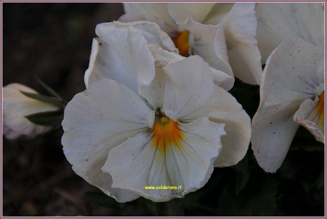 Primavera 010410 06.jpg