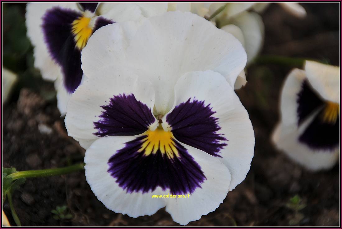 Primavera 010410 08.jpg