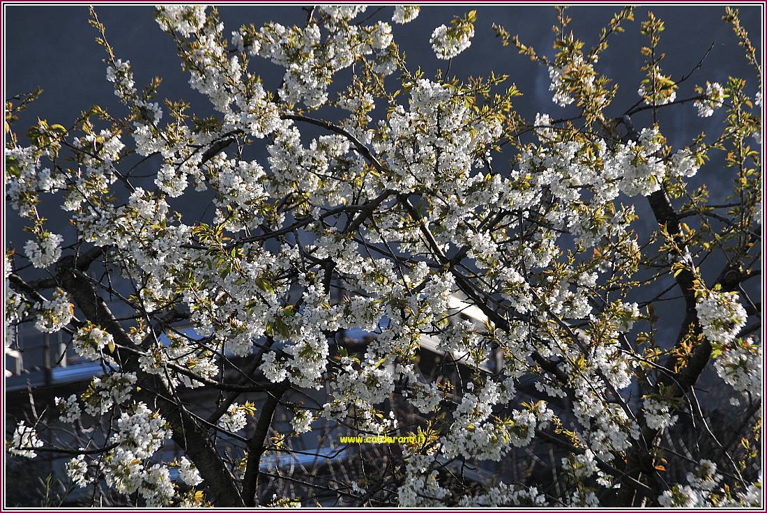 Primavera 010410 12.jpg