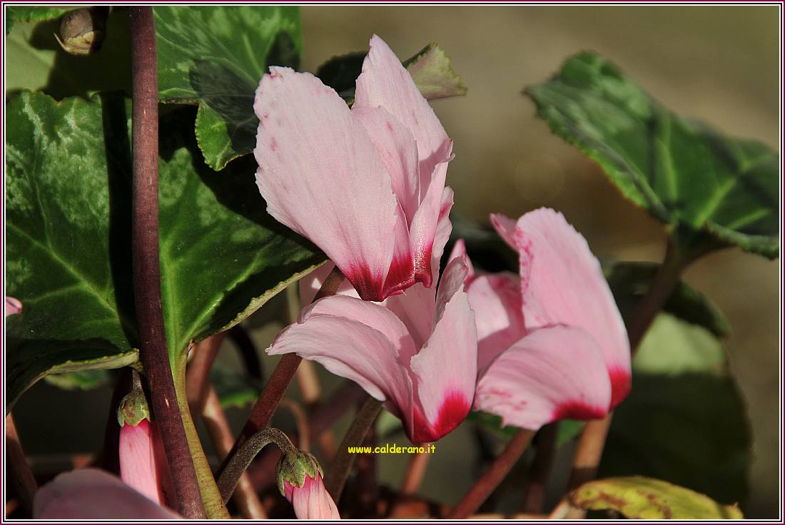 Primavera 010410 18.jpg