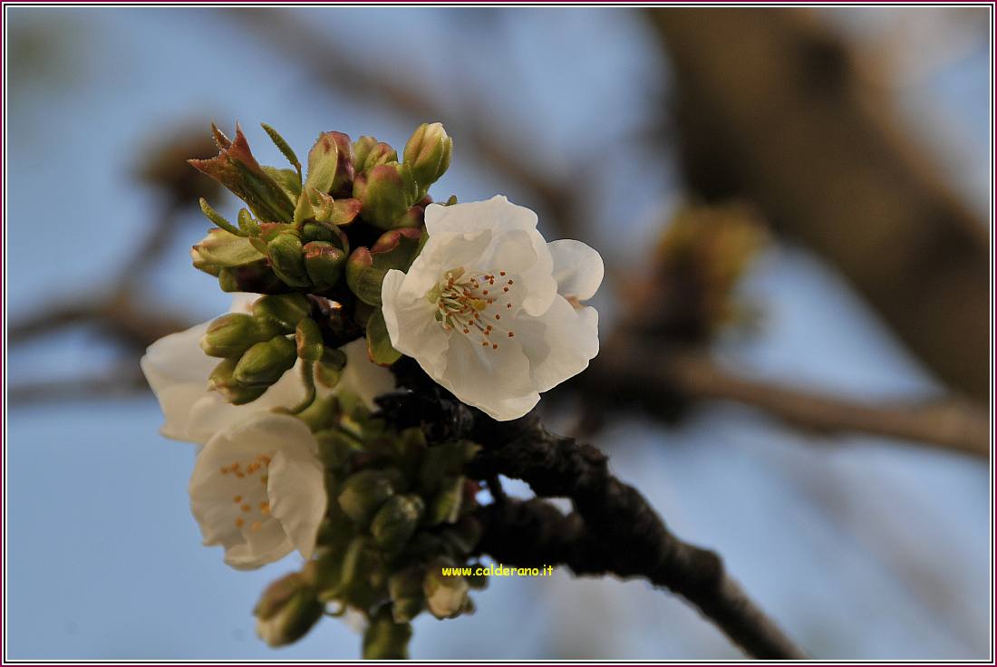 Primavera 010410 20.jpg
