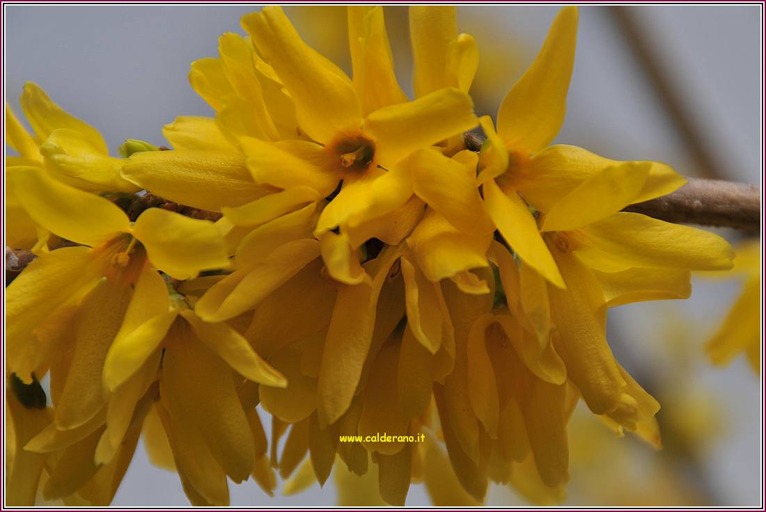 Primavera 010410 21.jpg