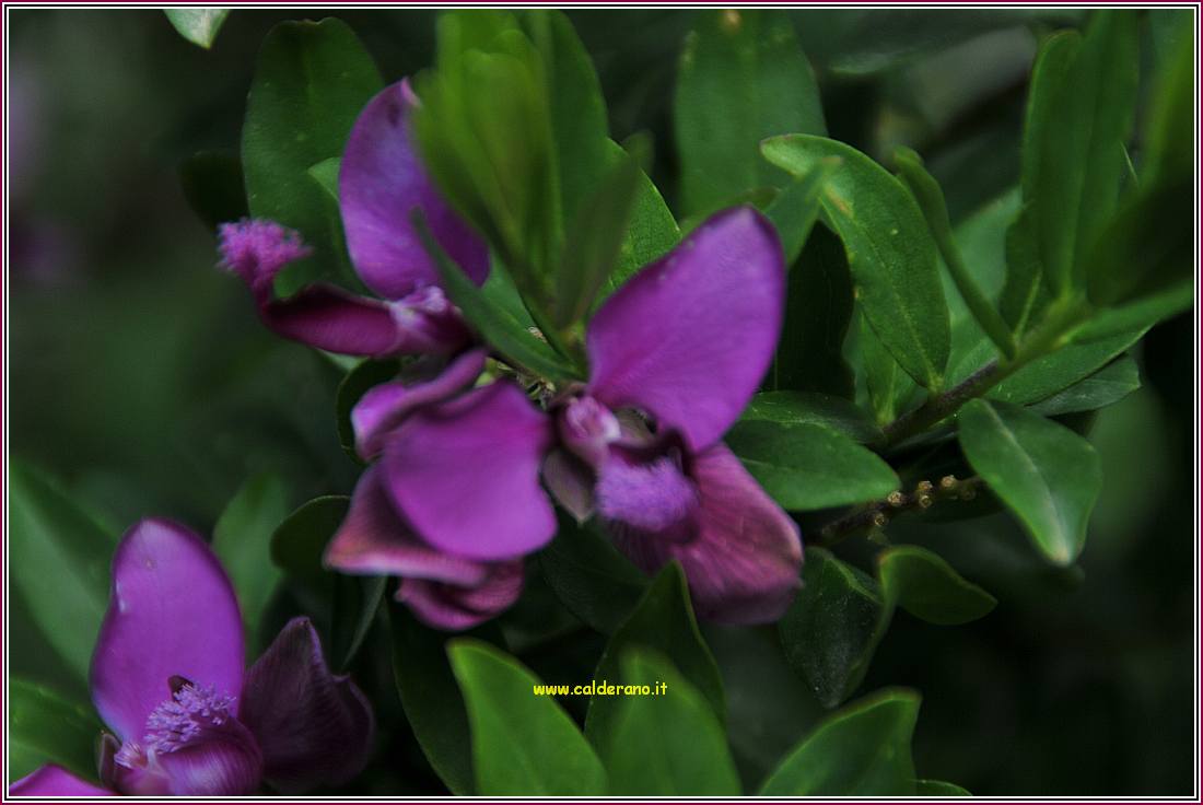 Primavera 010410 23.jpg