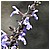 Fiori 001 200410 - 65,9 KB
