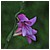 Fiori 003 200410 - 41,7 KB