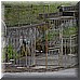 15 Giugno 2008 204.jpg(4,97 MB)